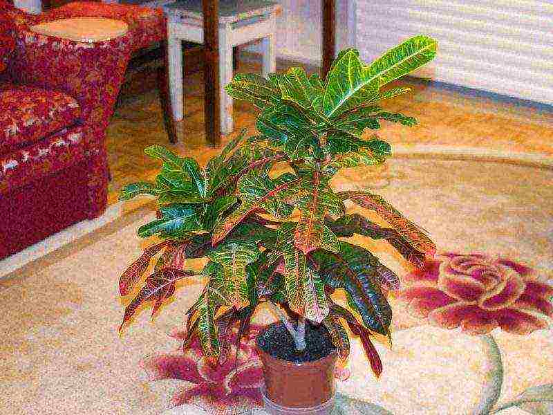 how to grow croton at home