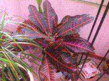 how to grow croton at home