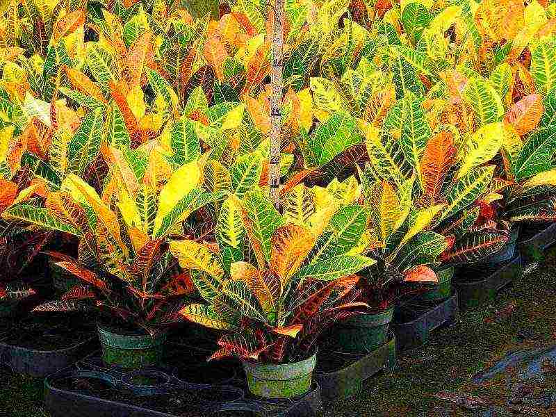 how to grow croton at home