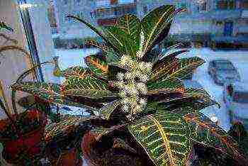 how to grow croton at home