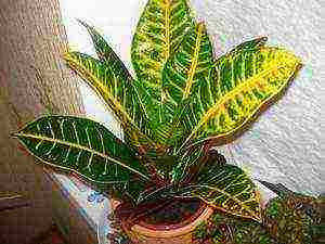 how to grow croton at home