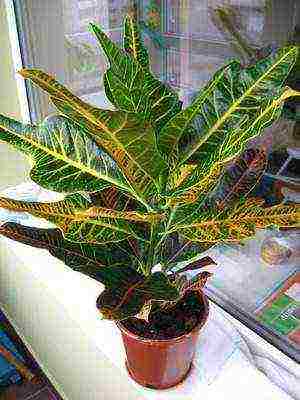 how to grow croton at home