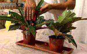 how to grow croton at home