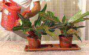 how to grow croton at home