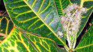 how to grow croton at home