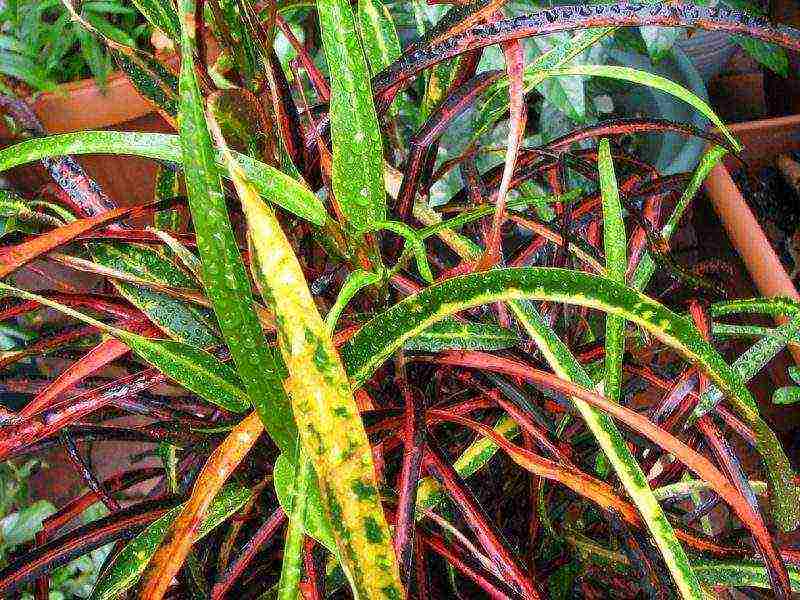 how to grow croton at home