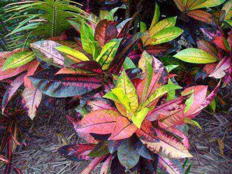 how to grow croton at home