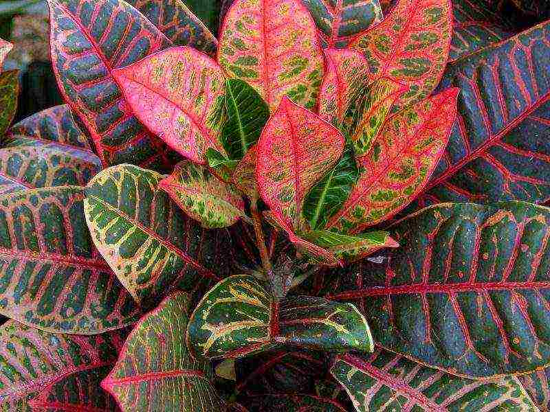 how to grow croton at home