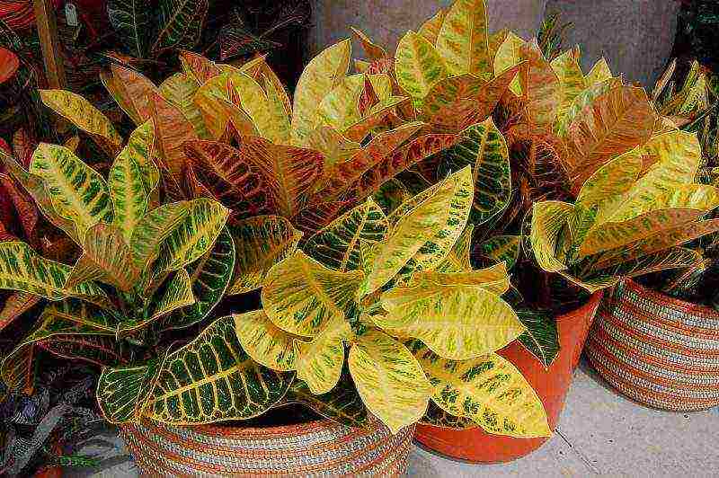 how to grow croton at home