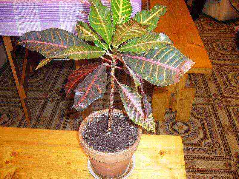 how to grow croton at home