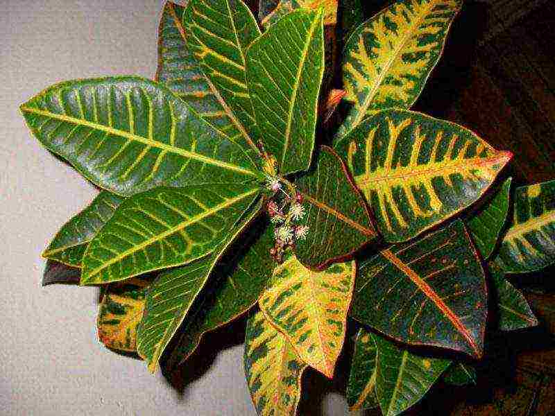 how to grow croton at home