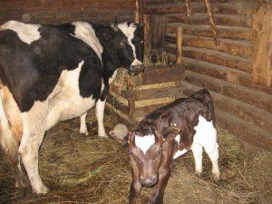 how to grow cattle at home