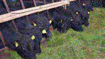 how to grow cattle at home