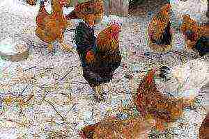 how to raise laying hens at home in winter