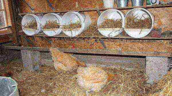 كيفية تربية الدجاج البياض في المنزل في الشتاء