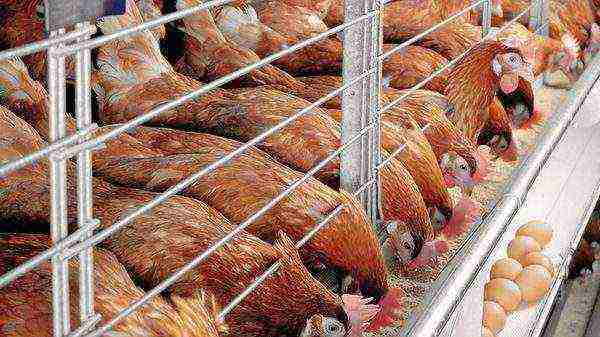 kung paano itaas ang pagtula ng mga hens sa bahay sa taglamig