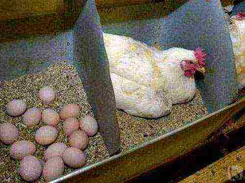 kung paano itaas ang pagtula ng mga hens sa bahay sa taglamig