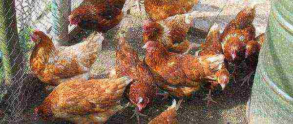 how to raise laying hens at home in winter