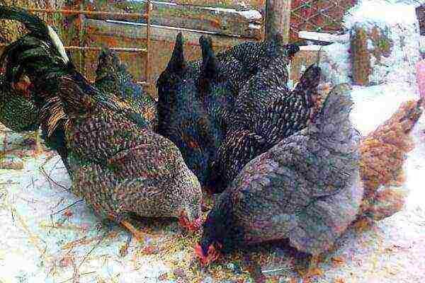 how to raise laying hens at home in winter