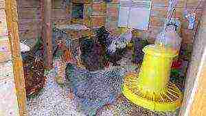 how to raise laying hens at home in winter