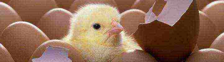 how to grow broiler chickens at home
