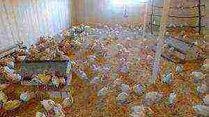 كيف ينمو الدجاج اللاحم في المنزل