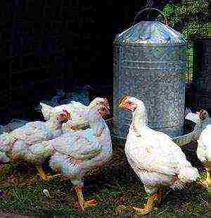 how to grow broiler chickens at home