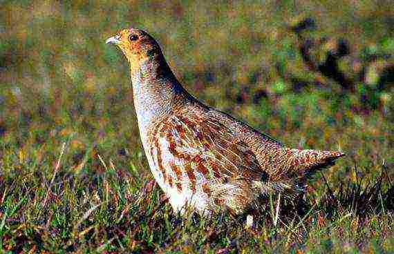 how to grow partridges at home