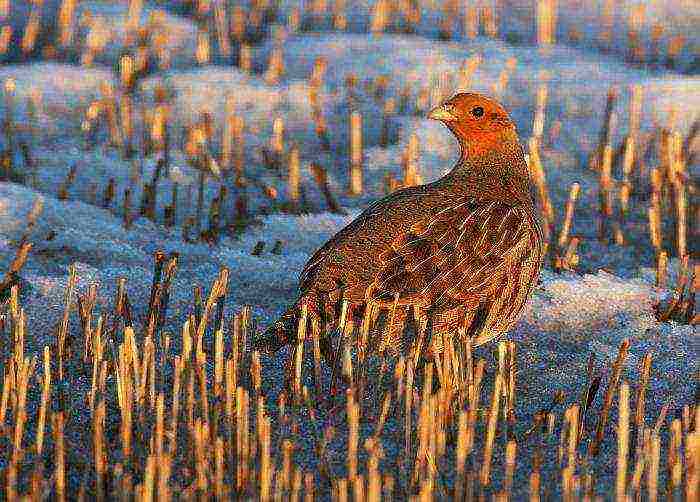 how to grow partridges at home