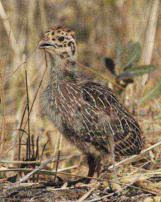 kung paano palaguin ang mga partridge sa bahay