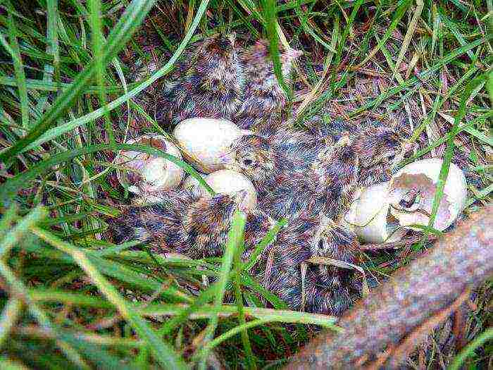 how to grow partridges at home