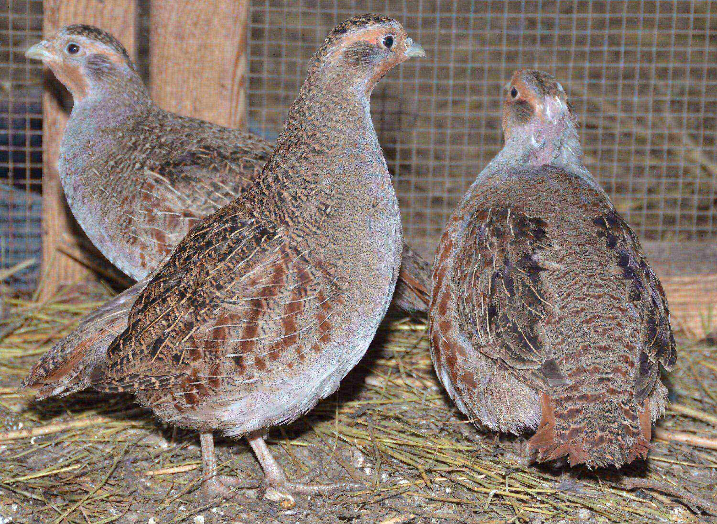 how to grow partridges at home