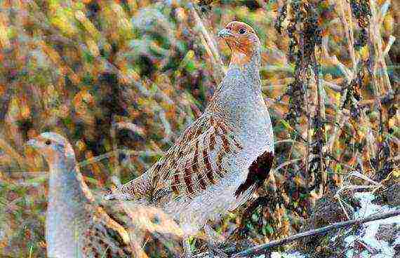 how to grow partridges at home