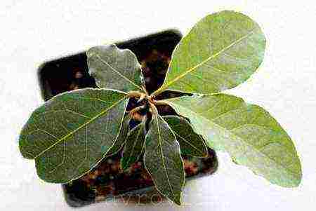 how to grow bay leaves at home