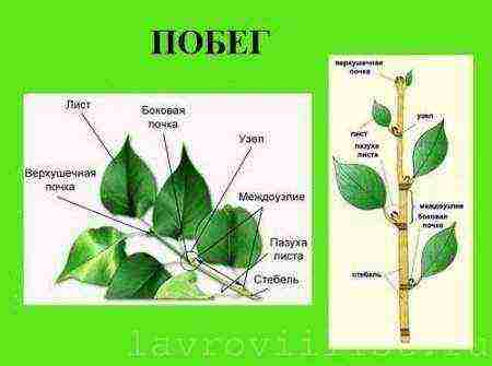 how to grow bay leaves at home