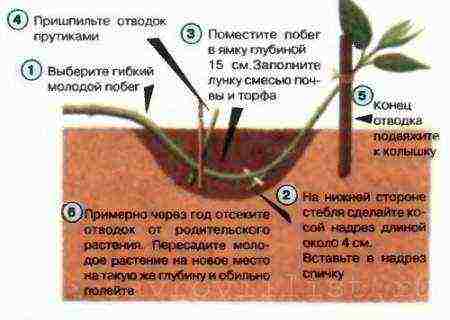 how to grow bay leaves at home