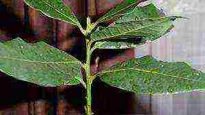 how to grow bay leaves at home