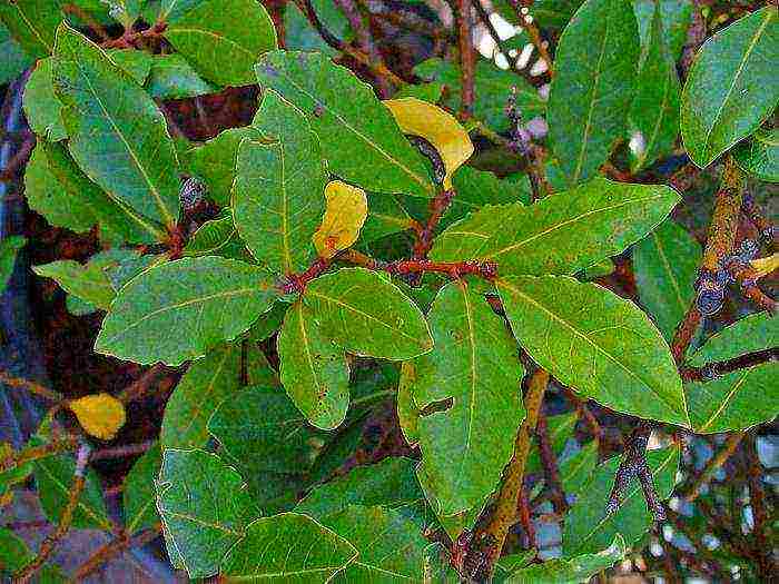 how to grow bay leaves at home