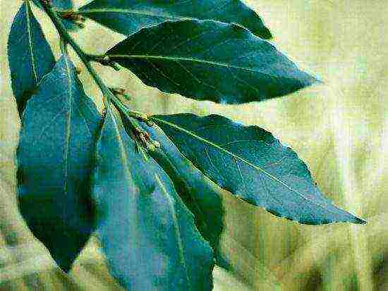 how to grow bay leaves at home