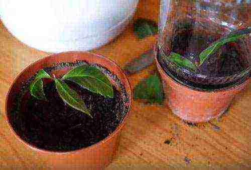 how to grow lavrushka at home