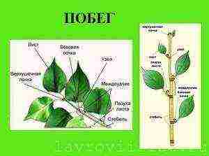 how to grow lavrushka at home