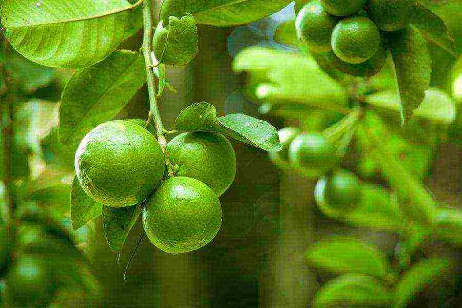 how to grow lime at home