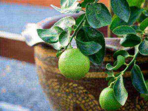 how to grow lime at home