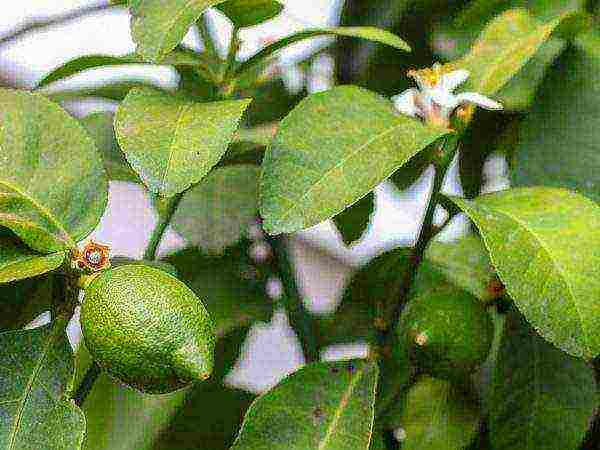 how to grow lime at home