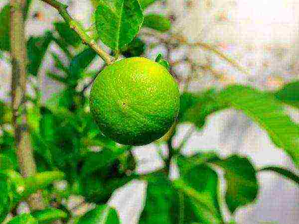 how to grow lime at home