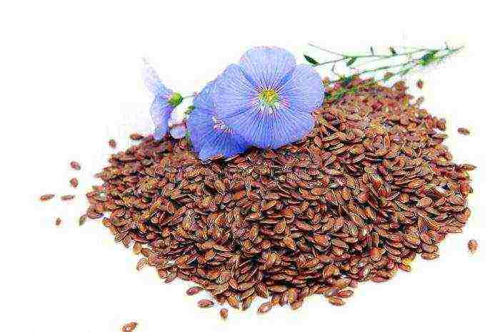 how to grow flax at home