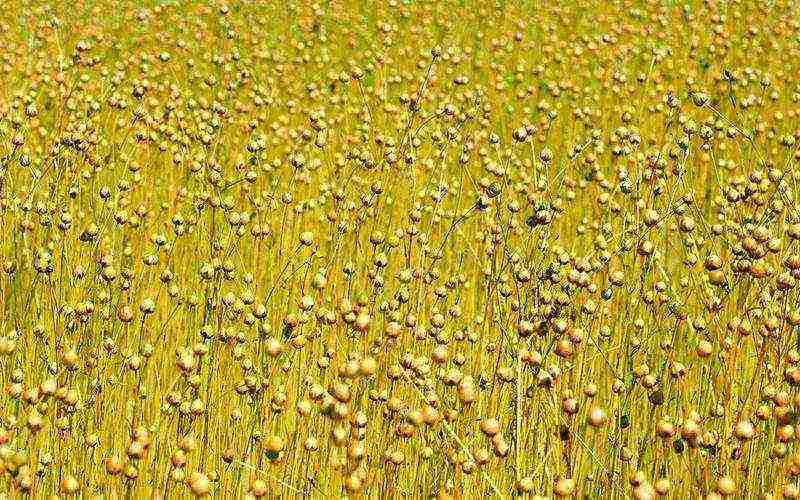 kung paano palaguin ang flax sa bahay