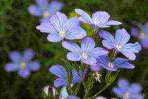 how to grow flax at home