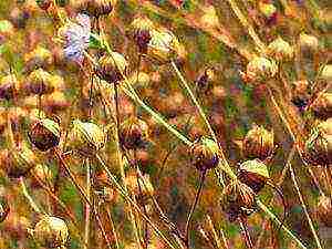 how to grow flax at home