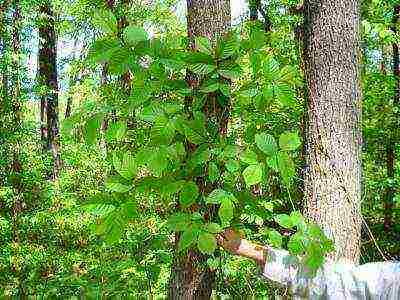 how to grow hazel at home